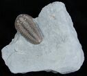 D Flexicalymene Trilobite Fossil From Ohio #2296-2